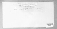 Golovinomyces cichoracearum image